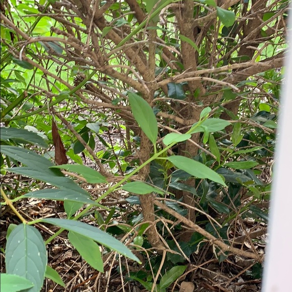 Meet your Posher, Samie - Picture 1 of 1